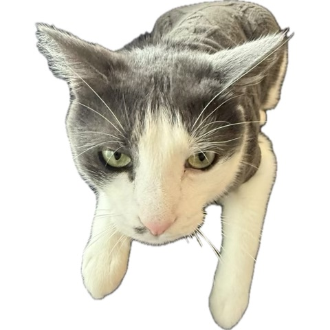 DustySticker