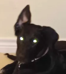 alert